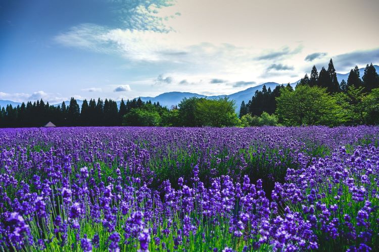 lavender